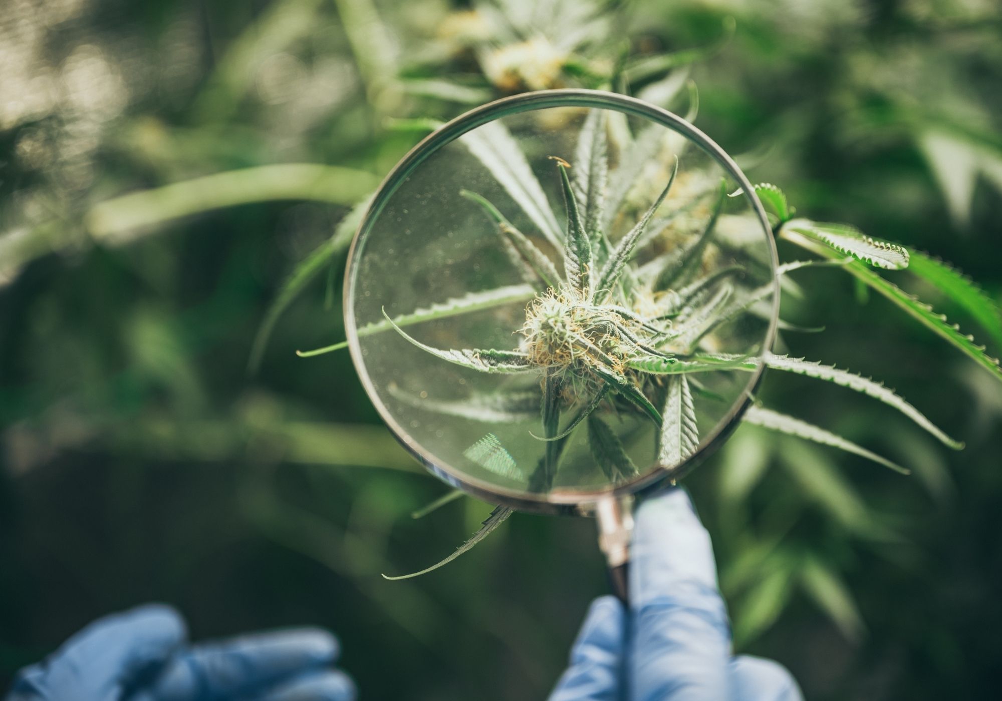 person looking at CBD hemp plant with a magnifying glass